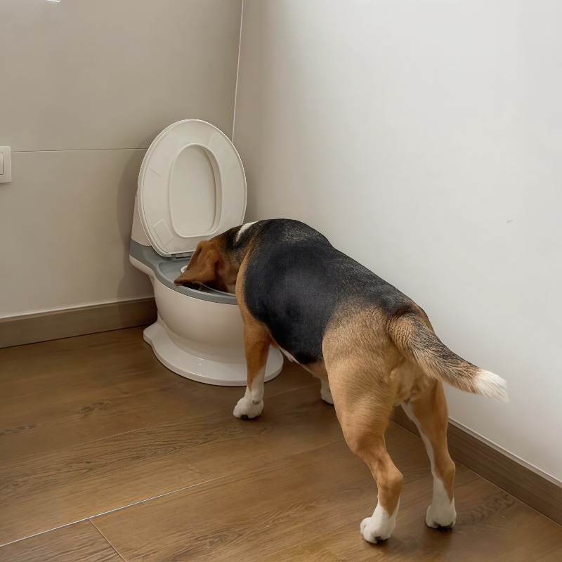 Pet Feeders - 2026 Yeni, Eğlenceli ve Yaratıcı Tasarımlı
